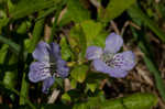 Oblongleaf snakeherb